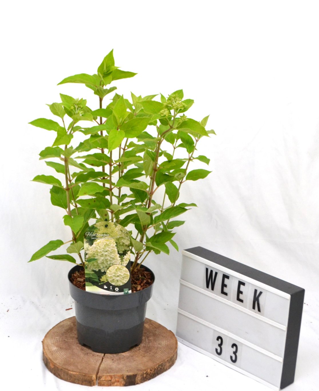 Hydrangea pan. 'Limelight' - C3 20-40 CM